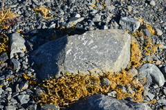 Stellaria gracilenta