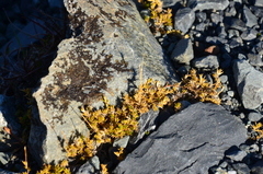 Stellaria gracilenta