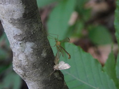 Hylobittacus apicalis