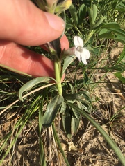 Penstemon albidus