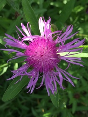 Centaurea × moncktonii