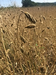 Triticum aestivum
