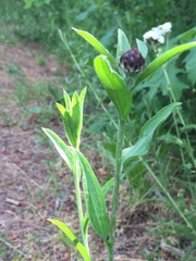 Centaurea × moncktonii