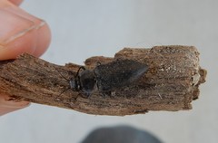 Melanophila