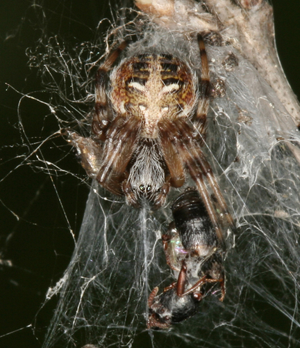 Small Barrier Orbweaver