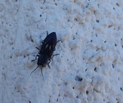 Melanophila consputa