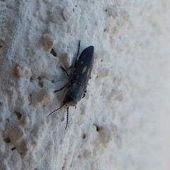 Melanophila consputa