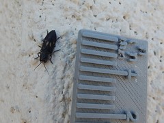 Melanophila consputa