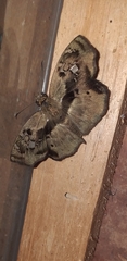 Quadrus lugubris
