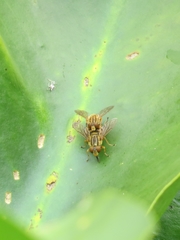 Parhelophilus divisus