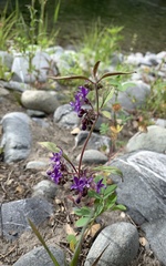 Trichostema laxum