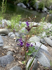 Trichostema laxum