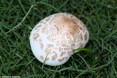 Chlorophyllum molybdites