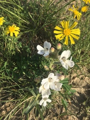 Penstemon albidus