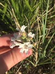 Penstemon albidus