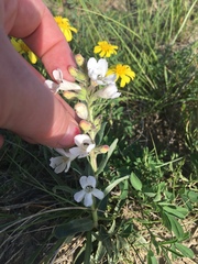 Penstemon albidus