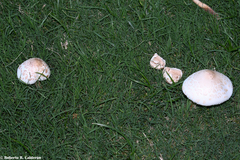 Chlorophyllum molybdites