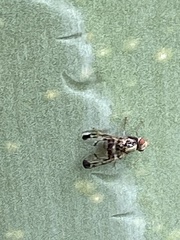 Pseudodyscrasis scutellaris