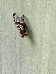 Pseudodyscrasis scutellaris