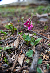 Trifolium brandegeei
