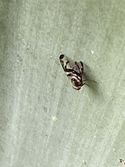 Pseudodyscrasis scutellaris