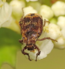 Valgus canaliculatus