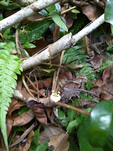 Image of Tolumnia variegata by no rights reserved