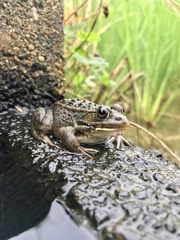 Pelophylax nigromaculatus