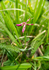 Trifolium brandegeei