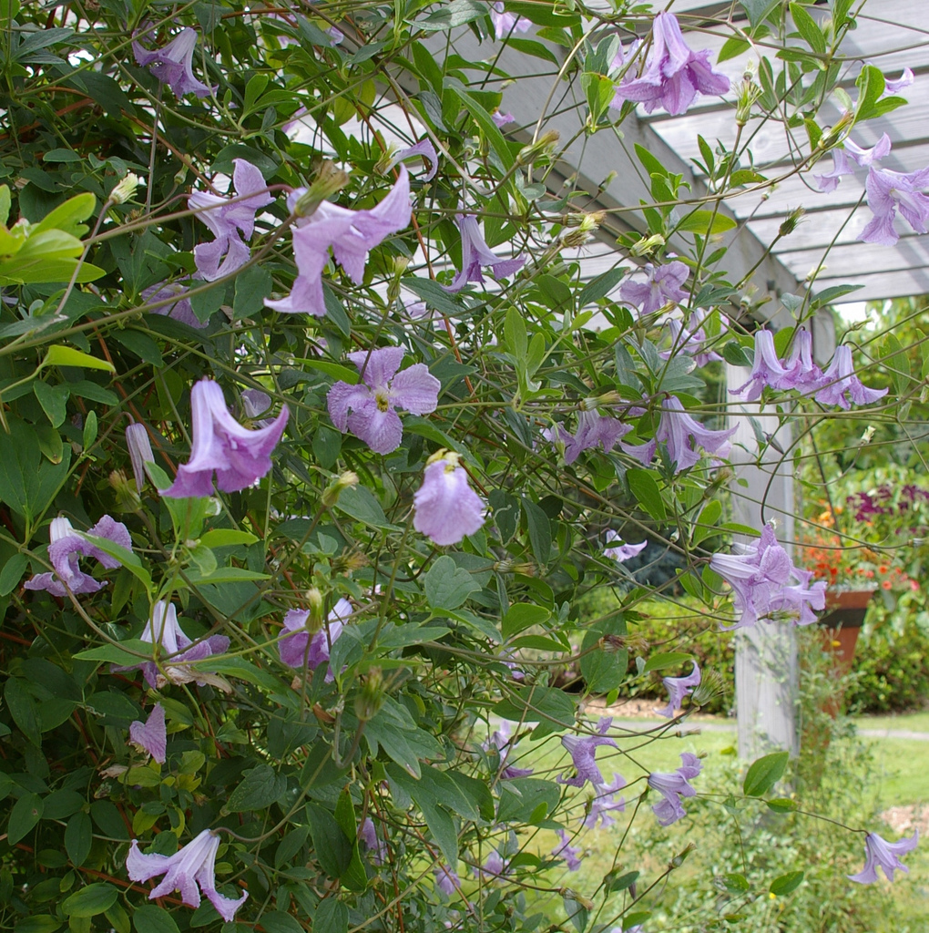 Clematis viticella — a medium houseplant, prefers full sun light