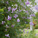 Purple Clematis - Photo (c) CBHL, some rights reserved (CC BY-NC-SA)