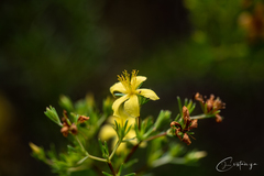 Hypericum cistifolium