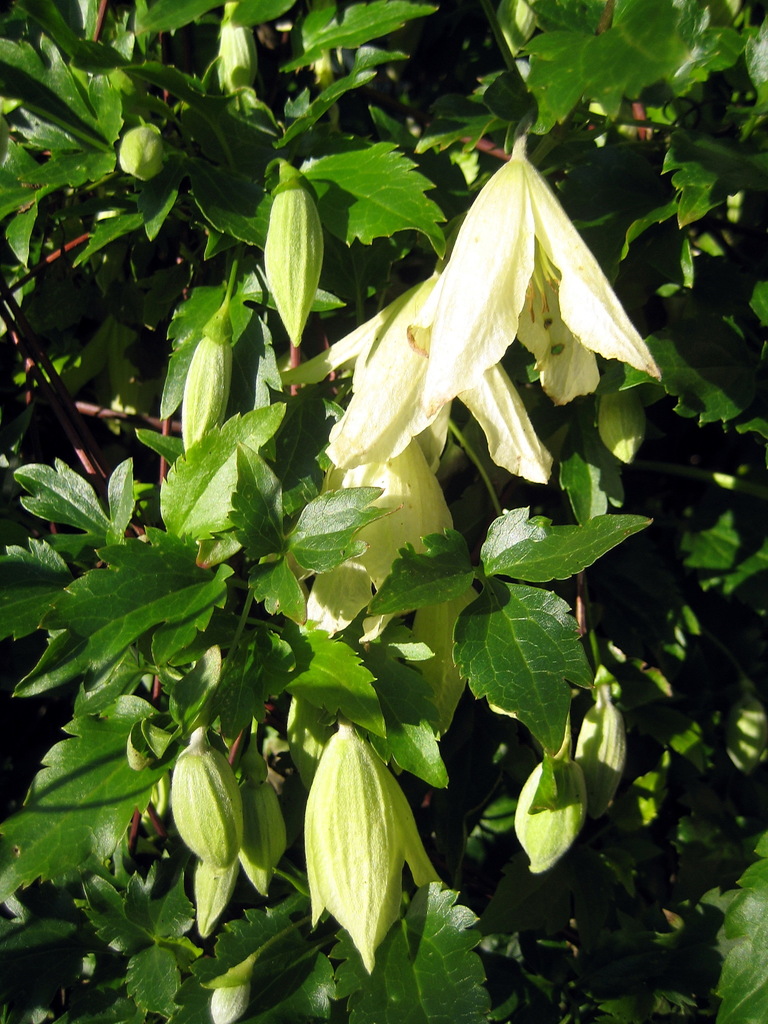 Fern-leaved clematis
