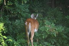 Odocoileus virginianus