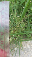 Arenaria serpyllifolia