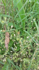 Arenaria serpyllifolia