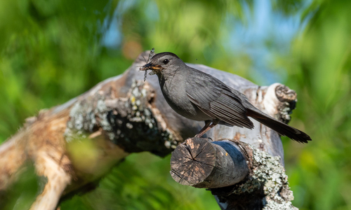 Gray Catbird photographed in Michigan