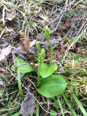 Platanthera obtusata