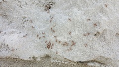 Formica obscuripes