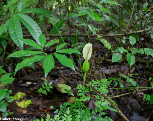 belembe silvestre (Xanthosoma helleborifolium)