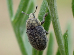 Larinus minutus