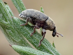 Larinus minutus