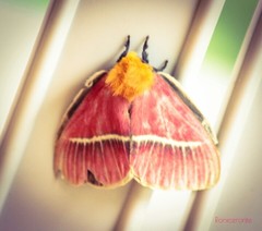 Pseudodirphia menander