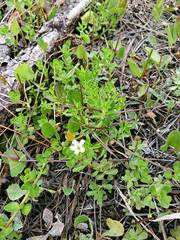 Bacopa monnieri image