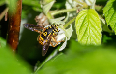 Spilomyia alcimus