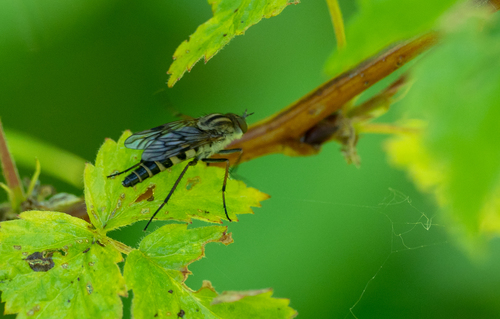 Thereva frontalis