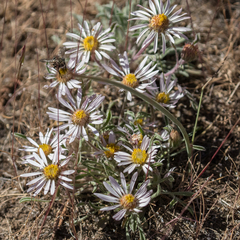Erigeron poliospermus