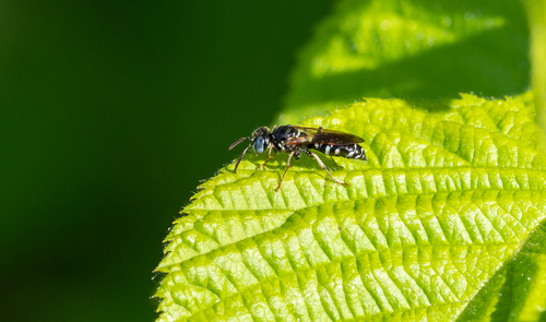 Philanthus politus