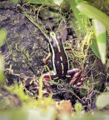 Epipedobates anthonyi