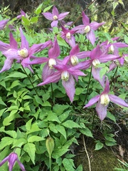 Clematis occidentalis